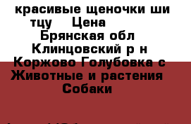 красивые щеночки ши-тцу  › Цена ­ 7 000 - Брянская обл., Клинцовский р-н, Коржово-Голубовка с. Животные и растения » Собаки   